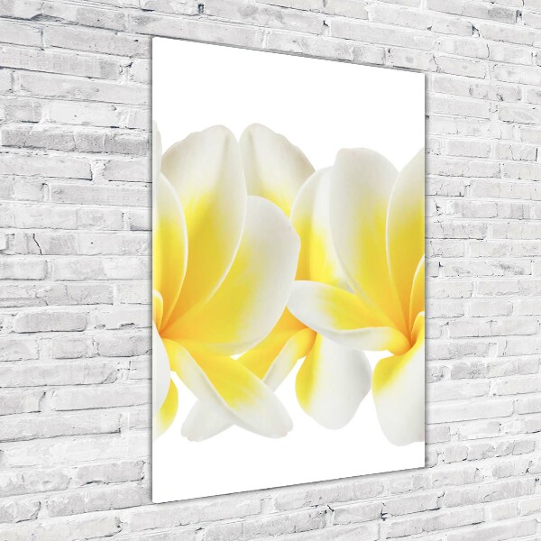 Photo printed on glass Plumeria