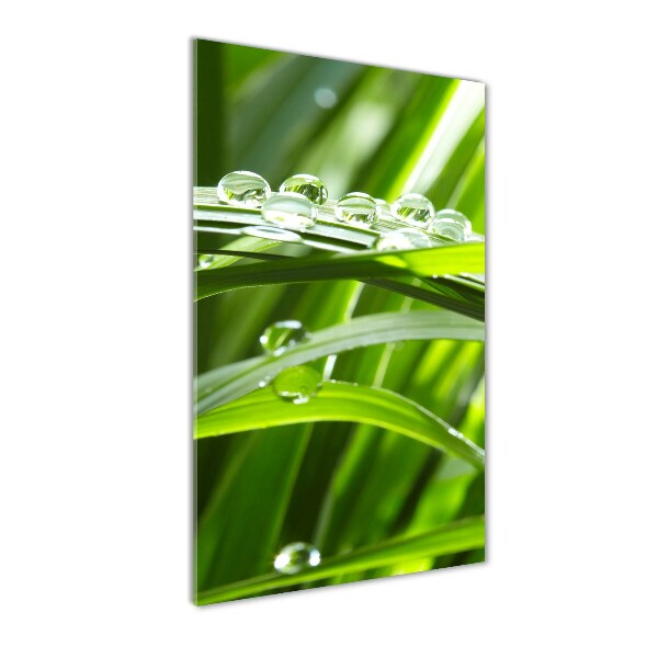 Photo printed on glass Blade of grass