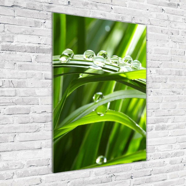 Photo printed on glass Blade of grass