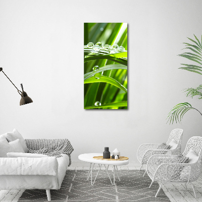 Photo printed on glass Blade of grass