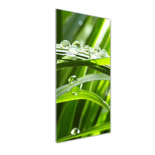 Photo printed on glass Blade of grass