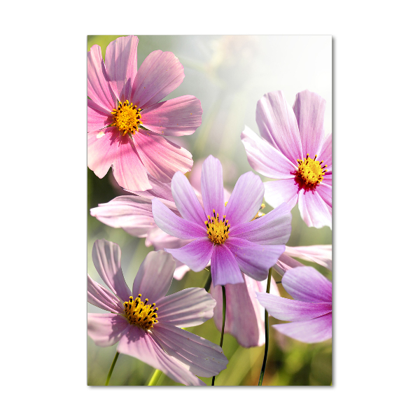 Photo printed on glass Field flowers