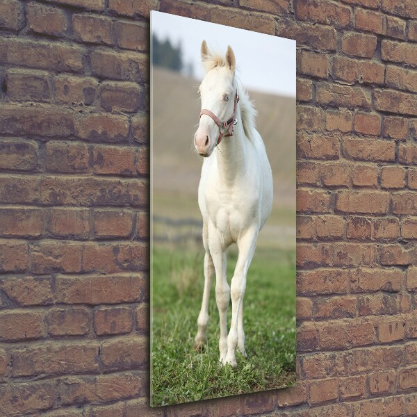 Photo printed on glass Albinos horse