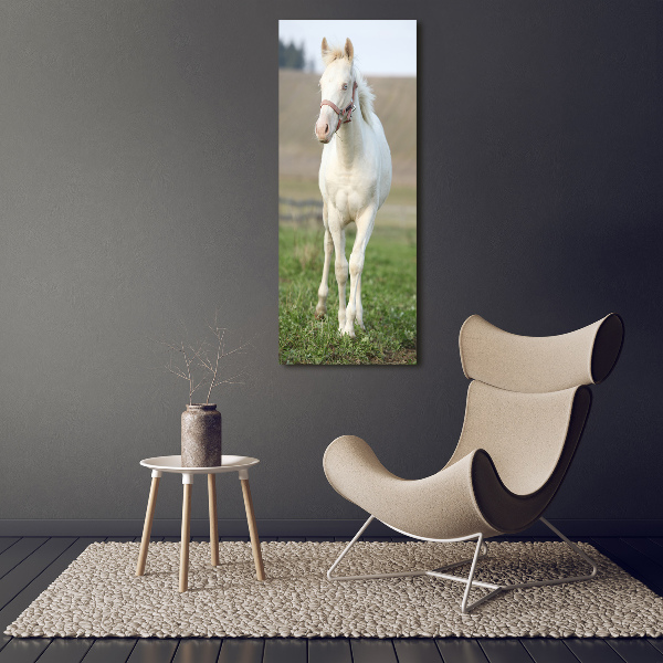 Photo printed on glass Albinos horse