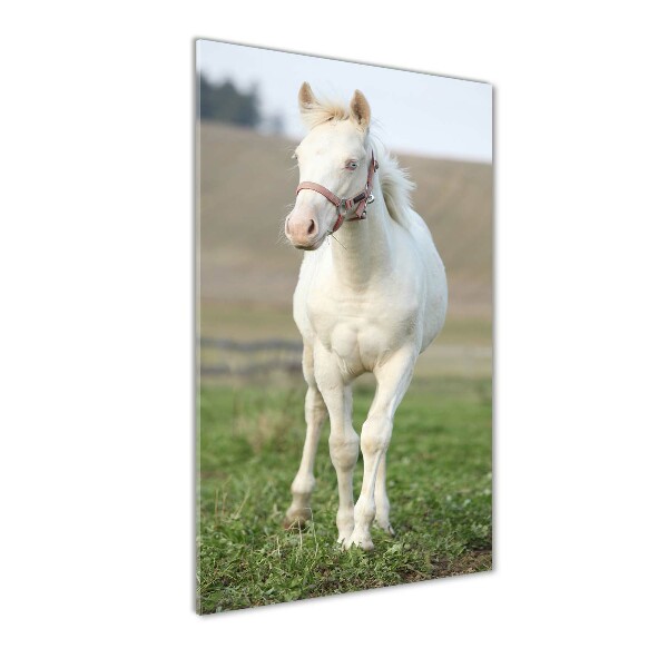 Photo printed on glass Albinos horse