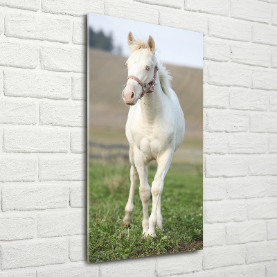 Photo printed on glass Albinos horse