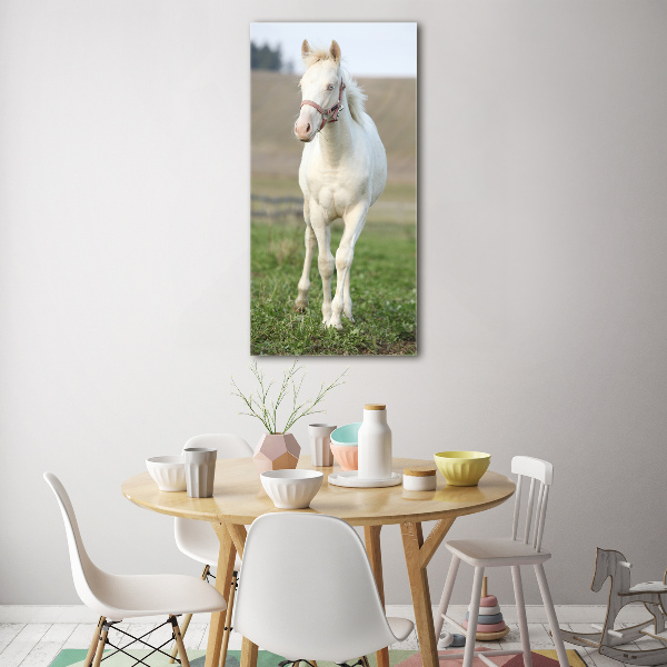 Photo printed on glass Albinos horse