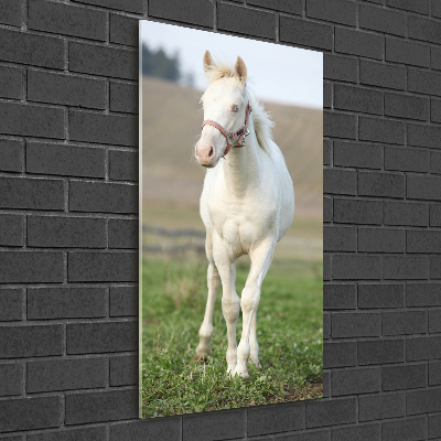 Photo printed on glass Albinos horse