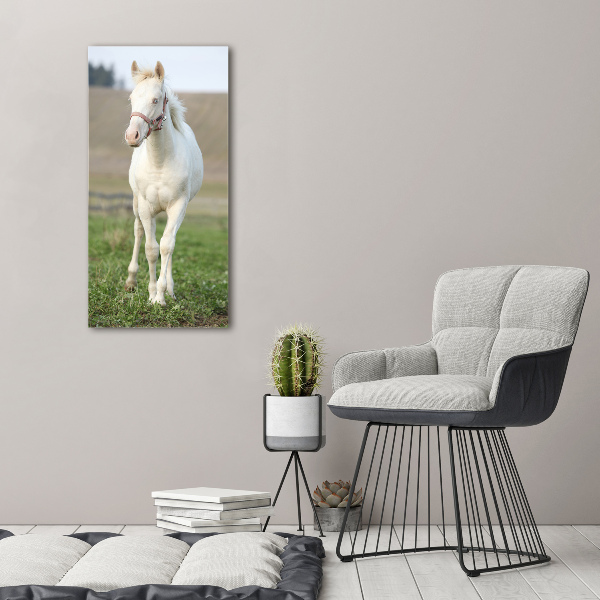 Photo printed on glass Albinos horse