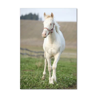 Photo printed on glass Albinos horse