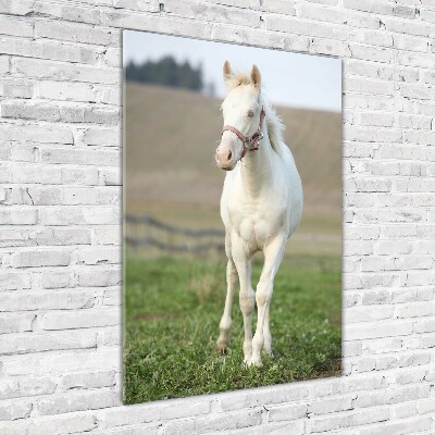 Photo printed on glass Albinos horse