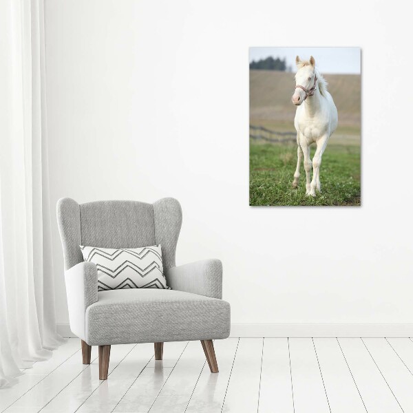 Photo printed on glass Albinos horse