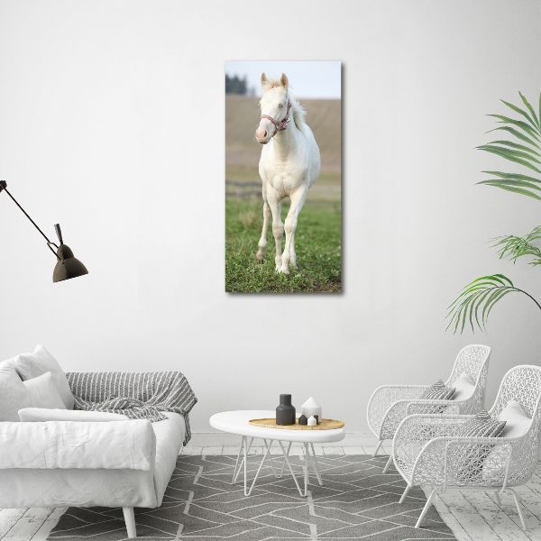 Photo printed on glass Albinos horse