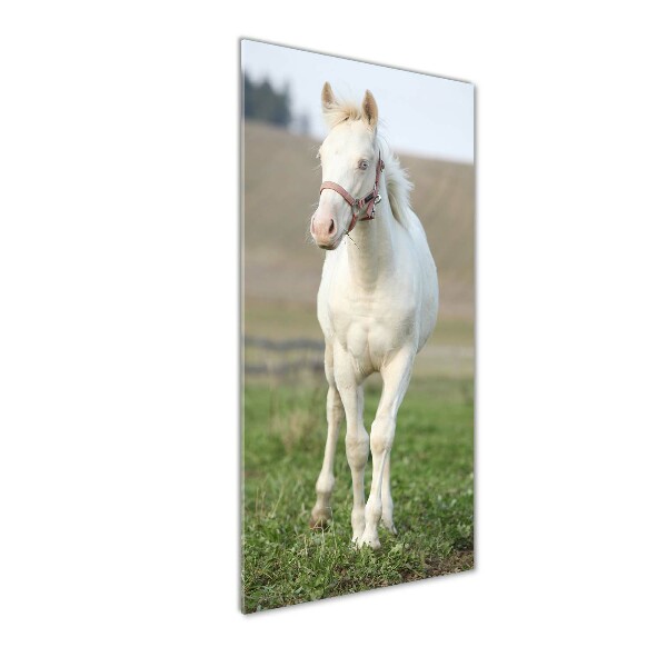 Photo printed on glass Albinos horse