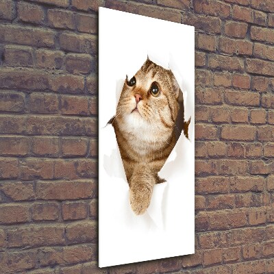 Photo printed on glass Cat