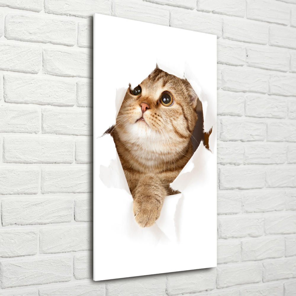 Photo printed on glass Cat