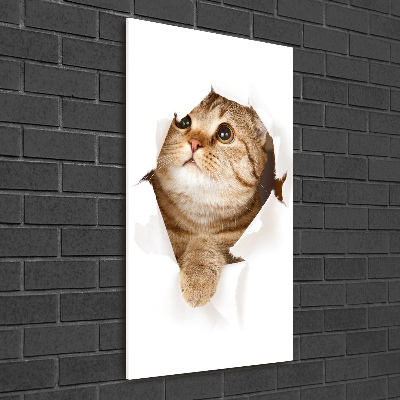 Photo printed on glass Cat