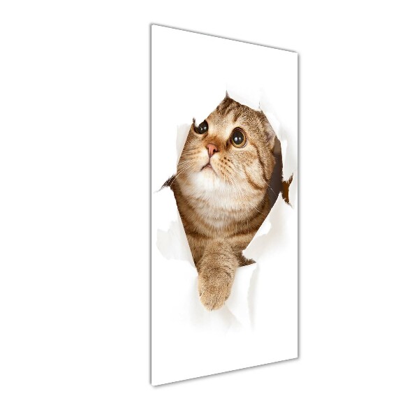 Photo printed on glass Cat