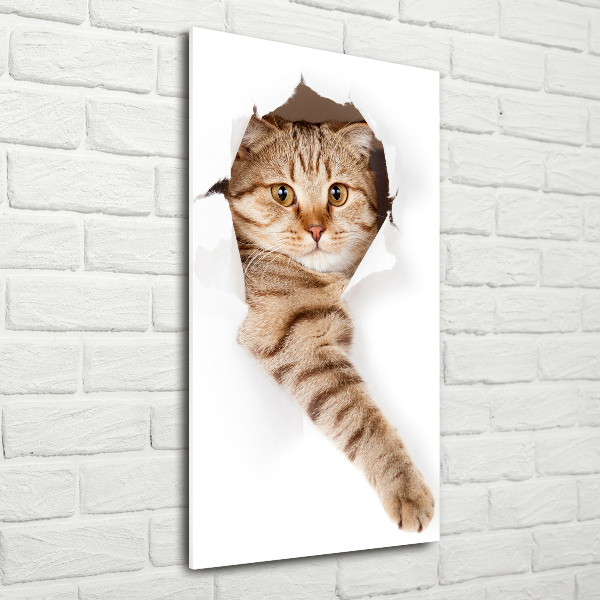 Photo printed on glass Cat