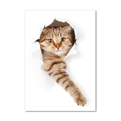 Photo printed on glass Cat