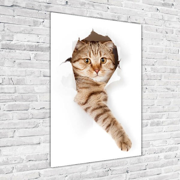 Photo printed on glass Cat