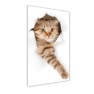 Photo printed on glass Cat