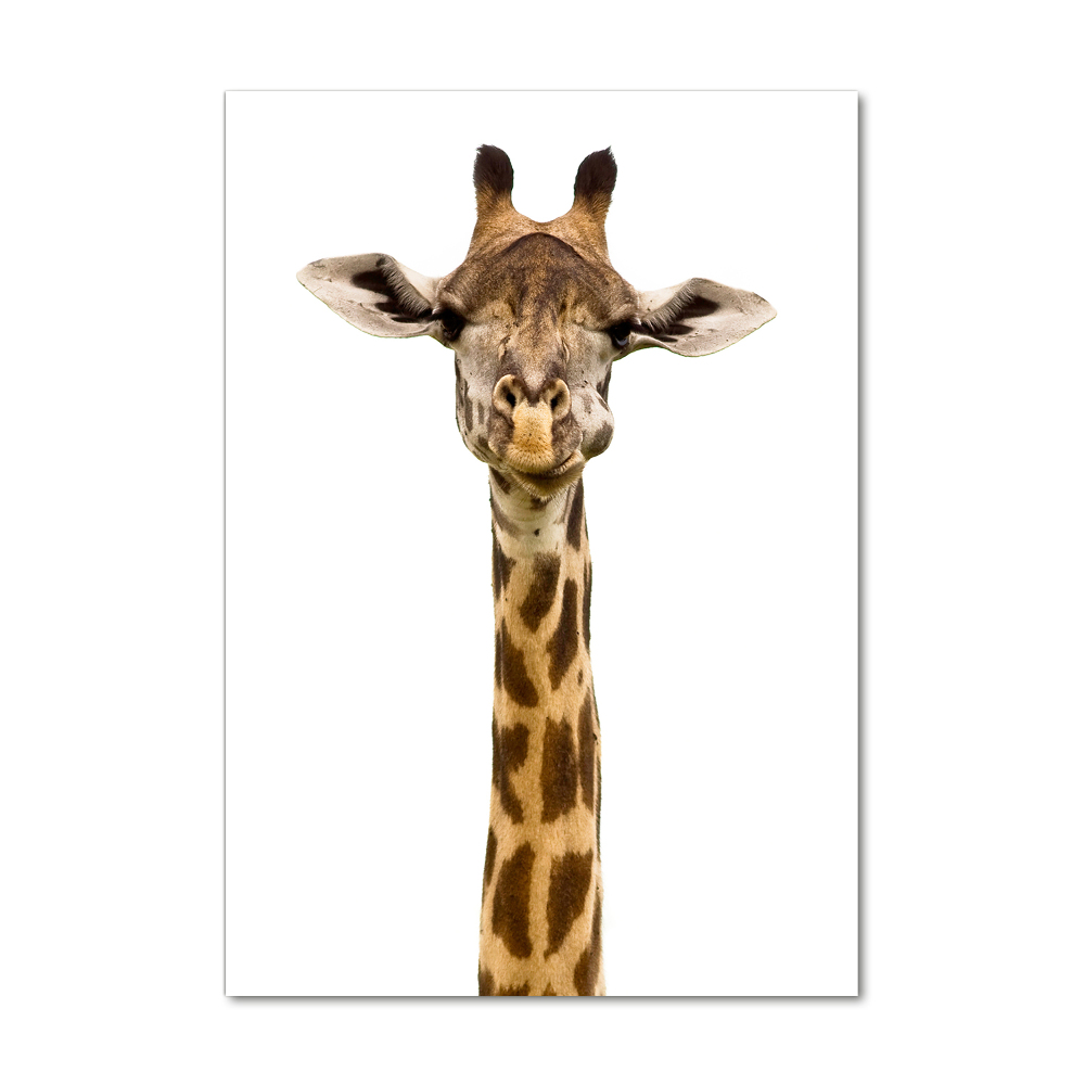 Photo printed on glass Giraffe