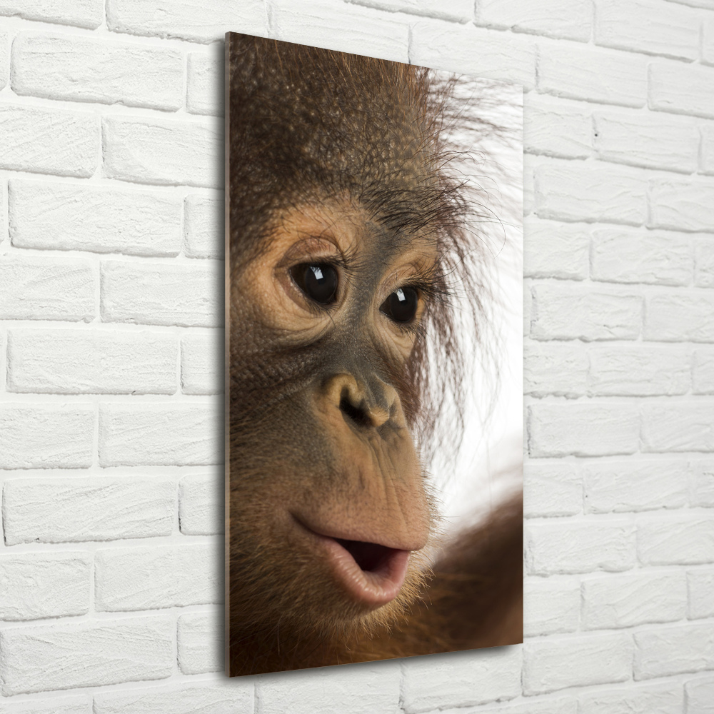 Glass picture wall art Young orangutan