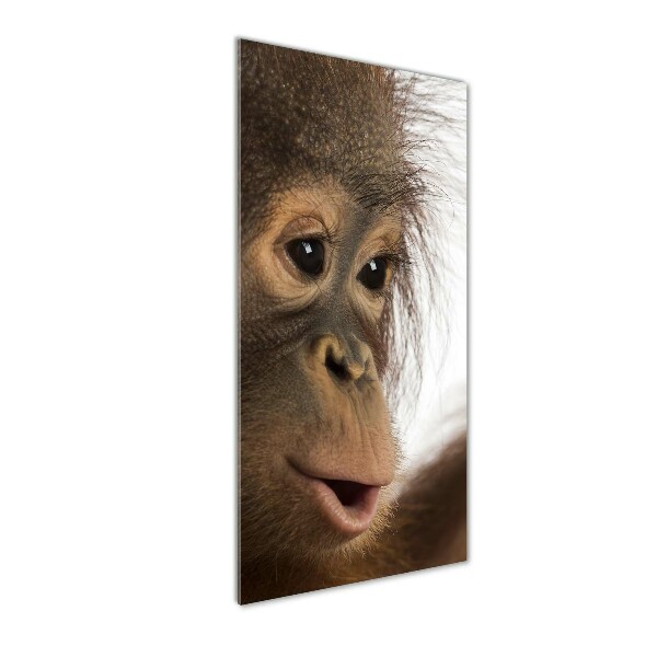 Glass picture wall art Young orangutan