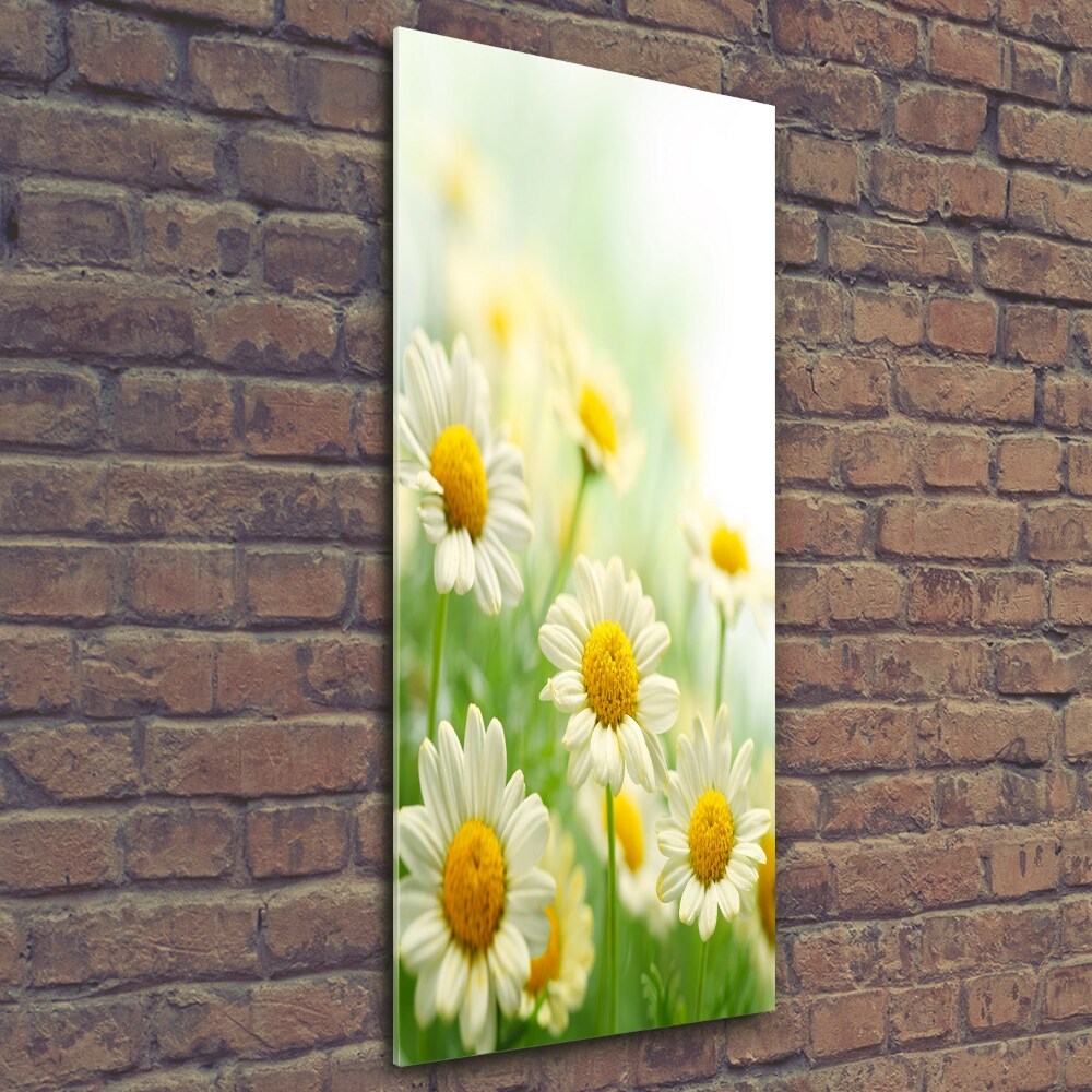 Wall art on glass Daisy