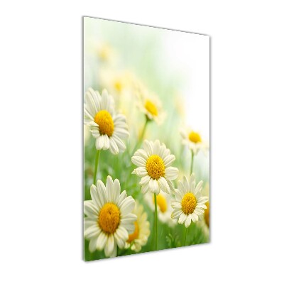 Wall art on glass Daisy