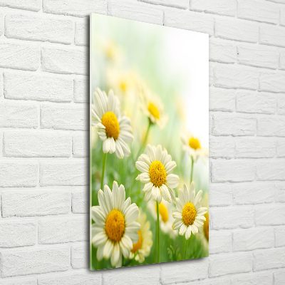 Wall art on glass Daisy