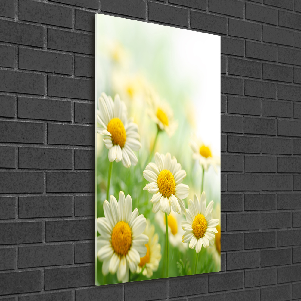 Wall art on glass Daisy