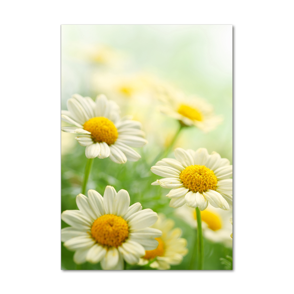 Wall art on glass Daisy