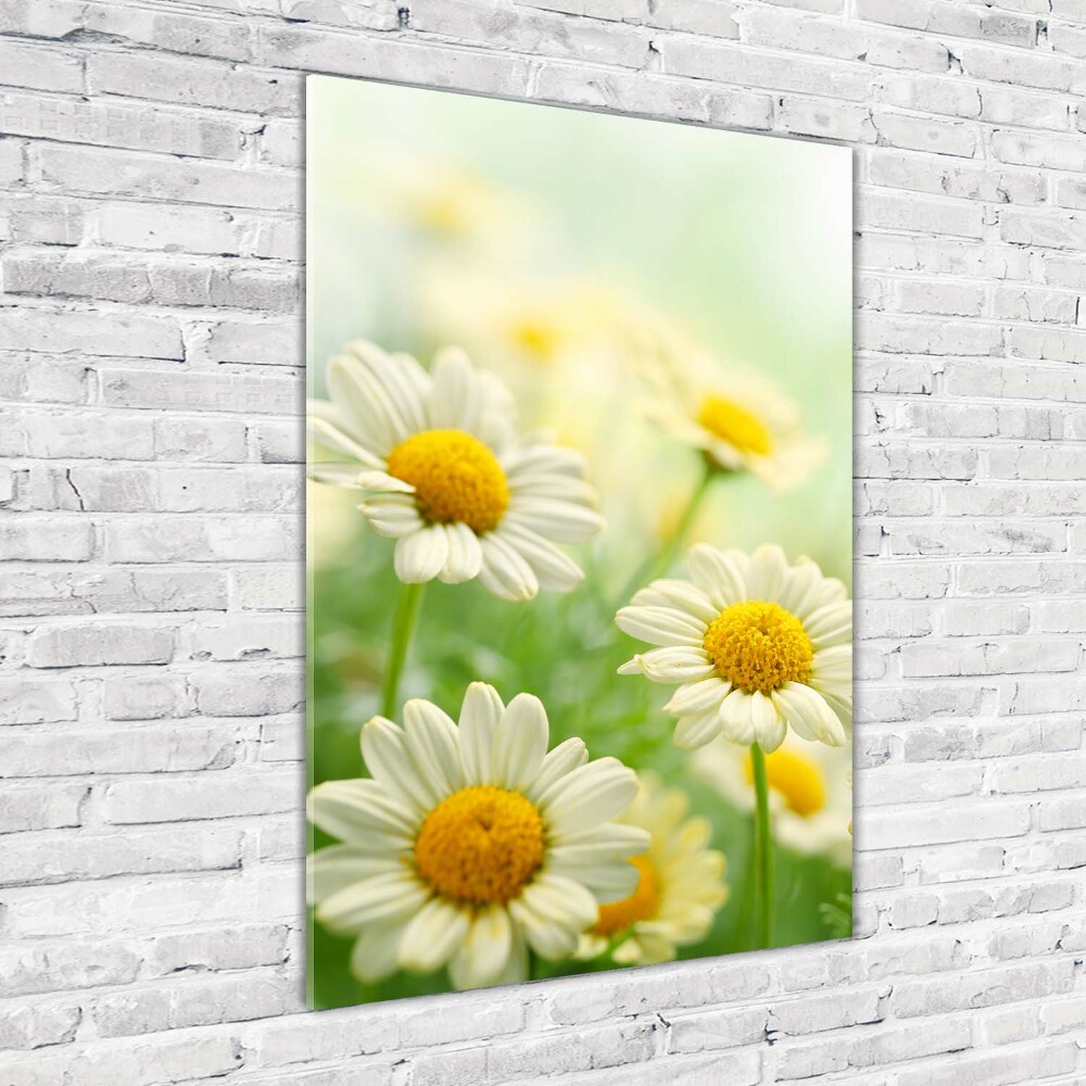 Wall art on glass Daisy