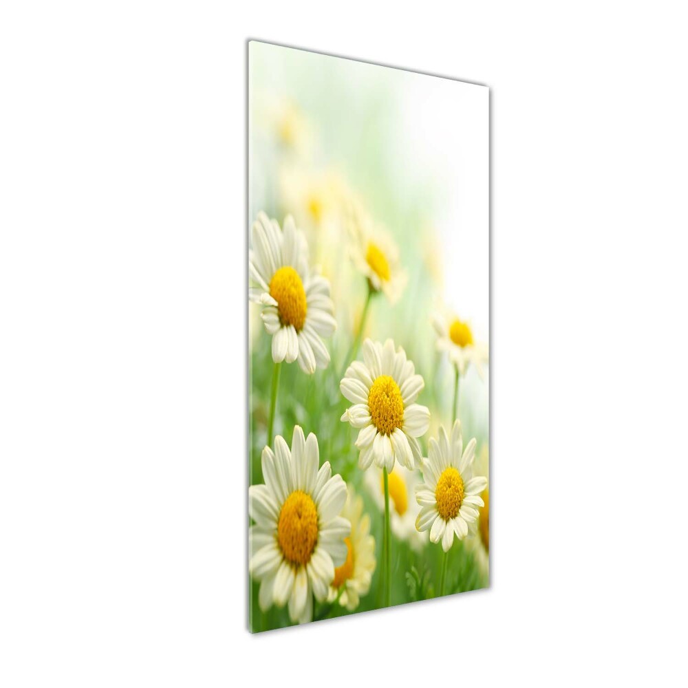 Wall art on glass Daisy