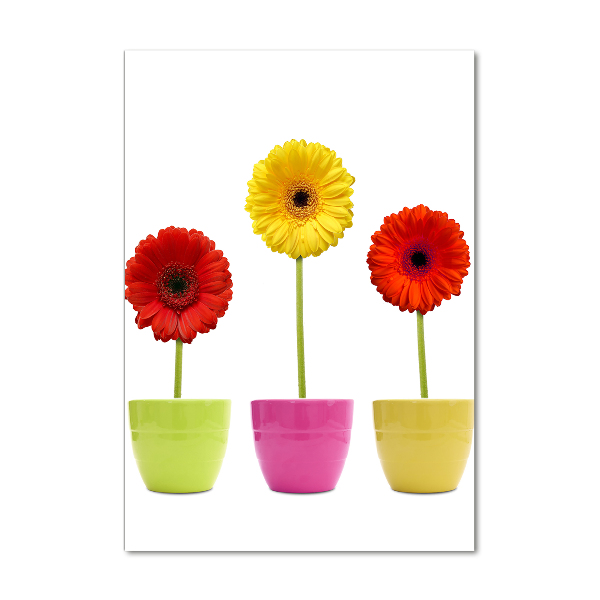 Wall art on glass Colorful gerberas