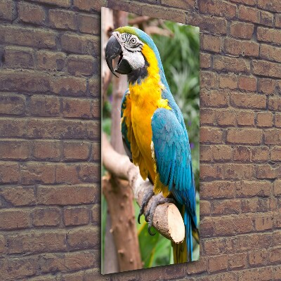 Photo printed on glass Ara parrot