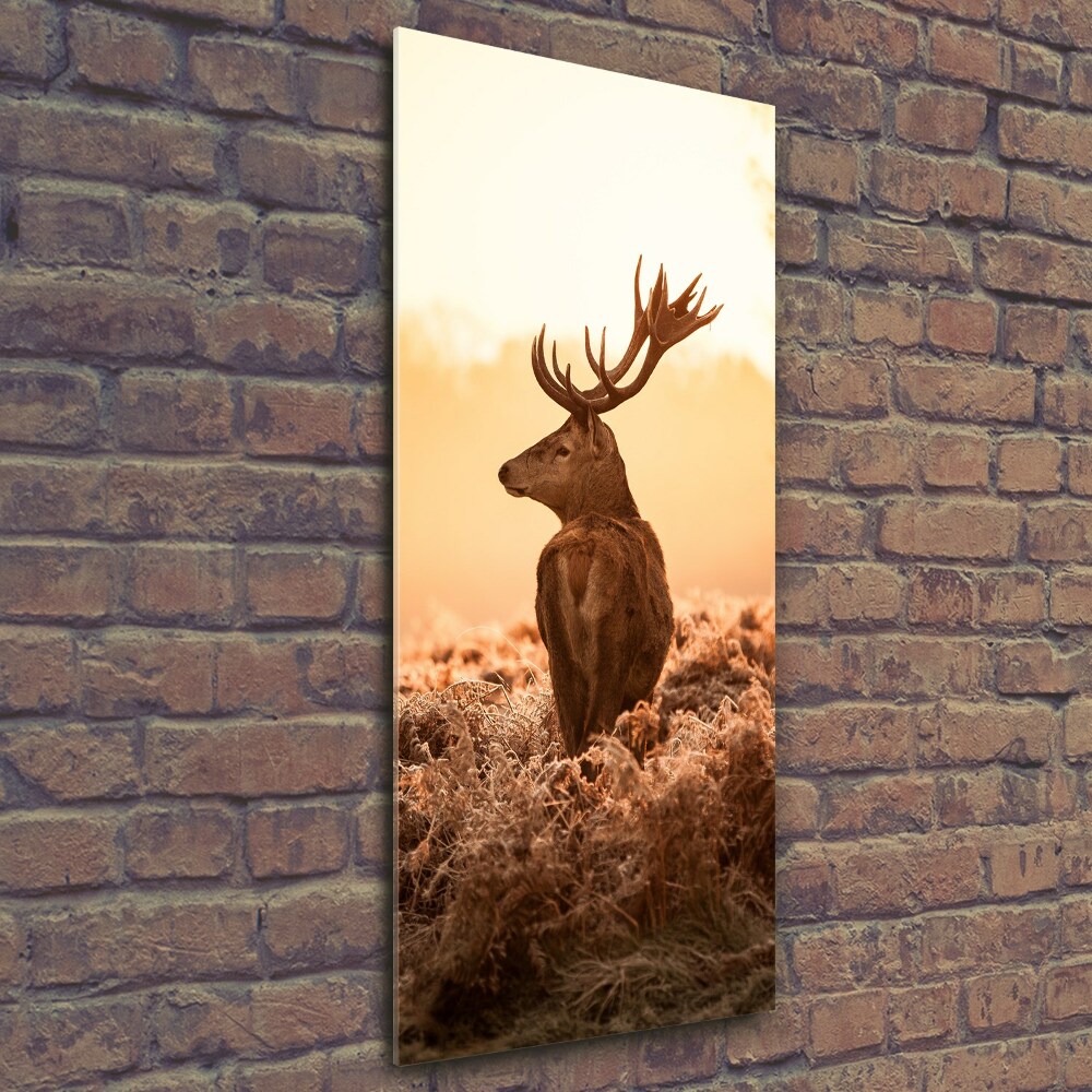 Photo printed on glass Deer sunrise