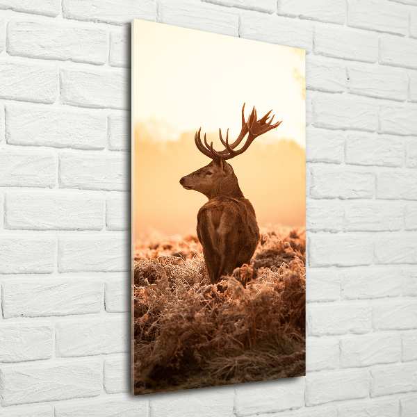 Photo printed on glass Deer sunrise