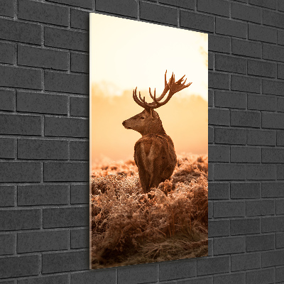 Photo printed on glass Deer sunrise