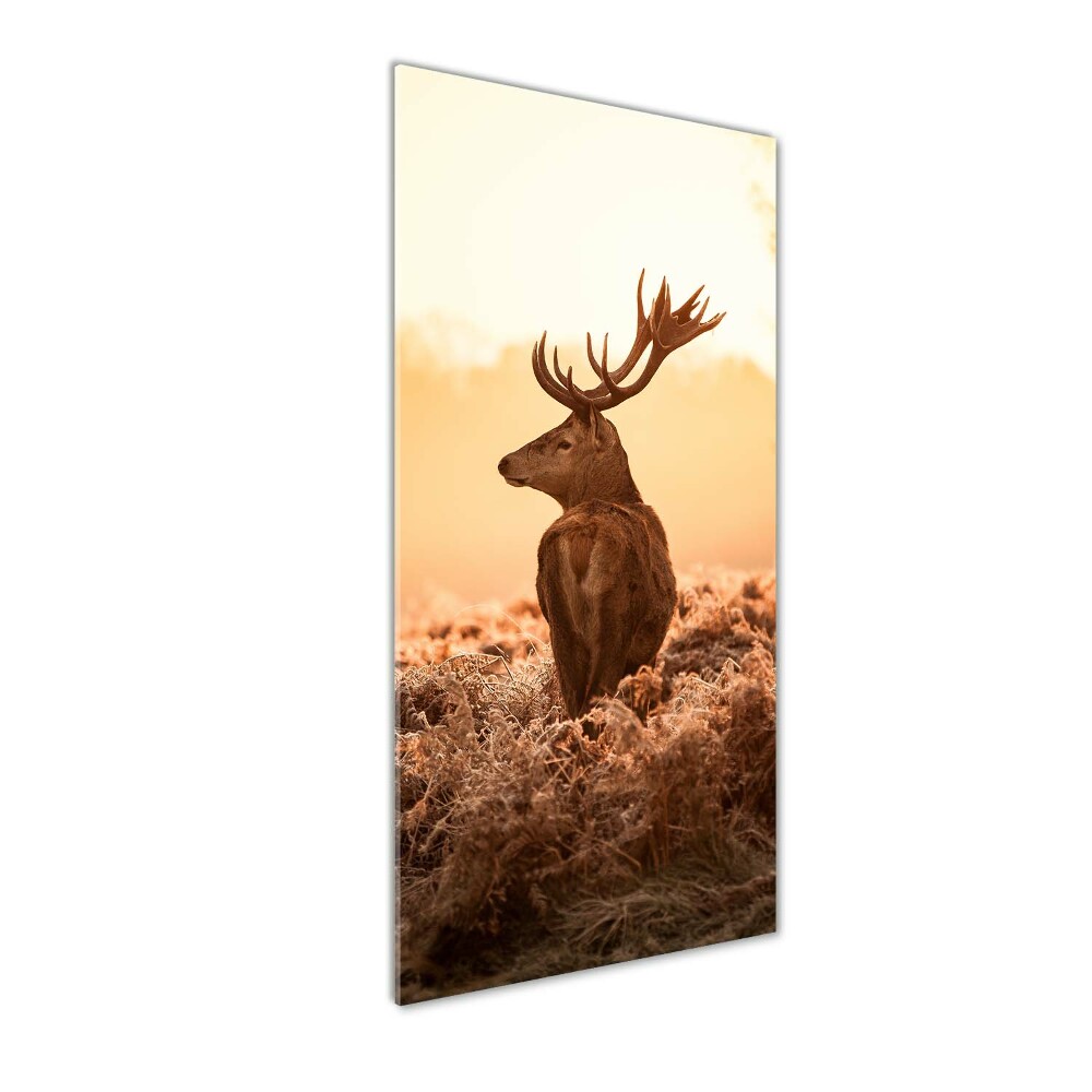 Photo printed on glass Deer sunrise