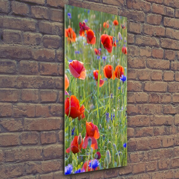 Wall art on glass Field poppies