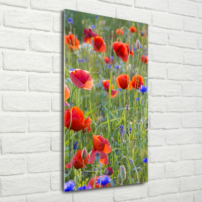 Wall art on glass Field poppies