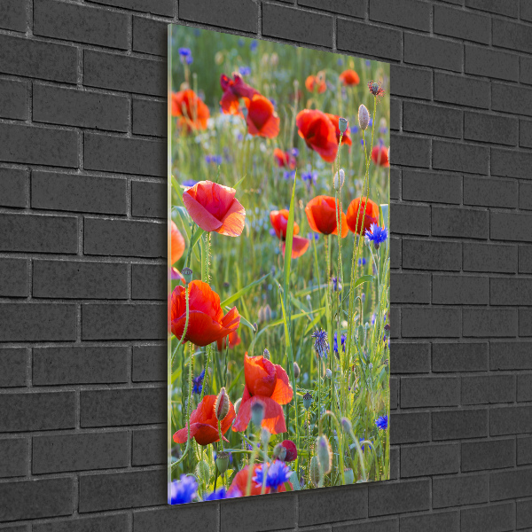 Wall art on glass Field poppies