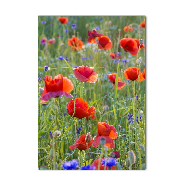 Wall art on glass Field poppies