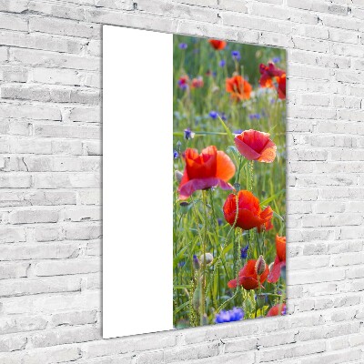 Wall art on glass Field poppies