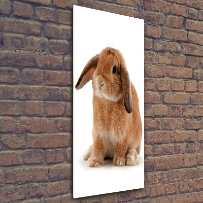 Printed glass wall art Rabbit