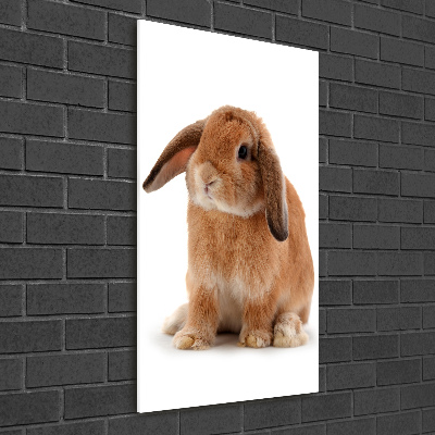 Printed glass wall art Rabbit