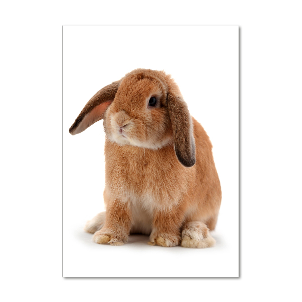 Printed glass wall art Rabbit